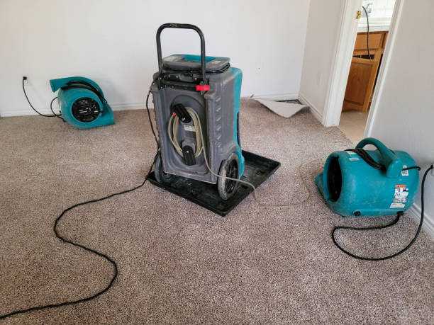 Best Mold removal after water damage  in Muenster, TX